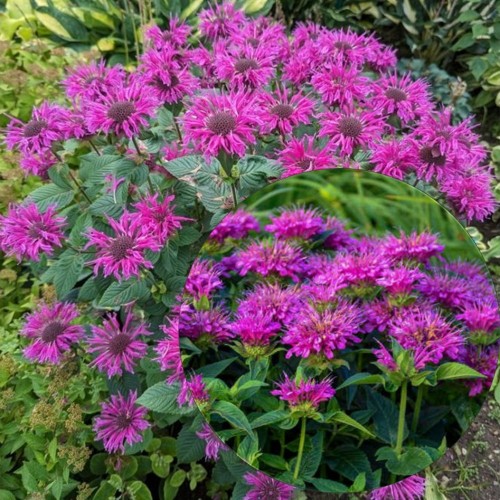 Monarda didyma 'Pocahontas Deep Purple' - Aedmonarda 'Pocahontas Deep Purple' 